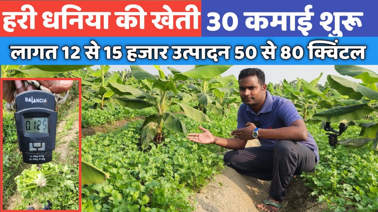 धनिया की खेती की संपूर्ण जानकारी dhaniya ki kheti kaise karen Coriander farming 