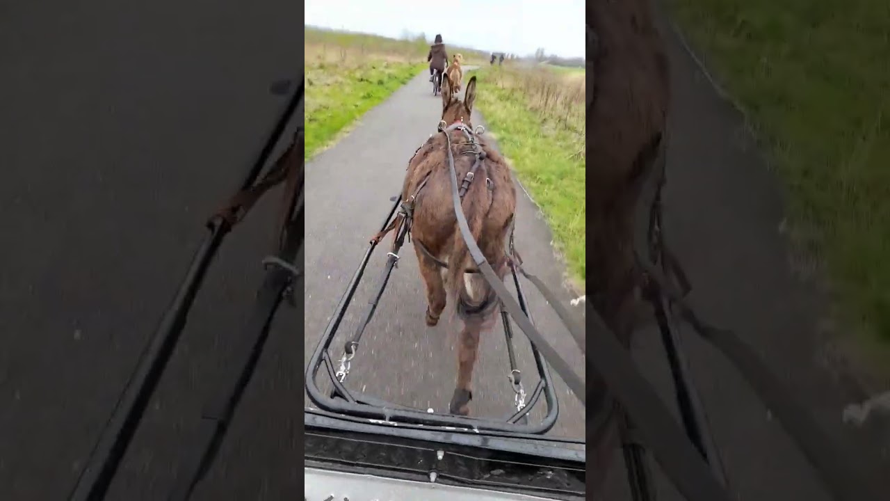 Donkey en Joya waren super braaf en we hebben enorm genoten!
