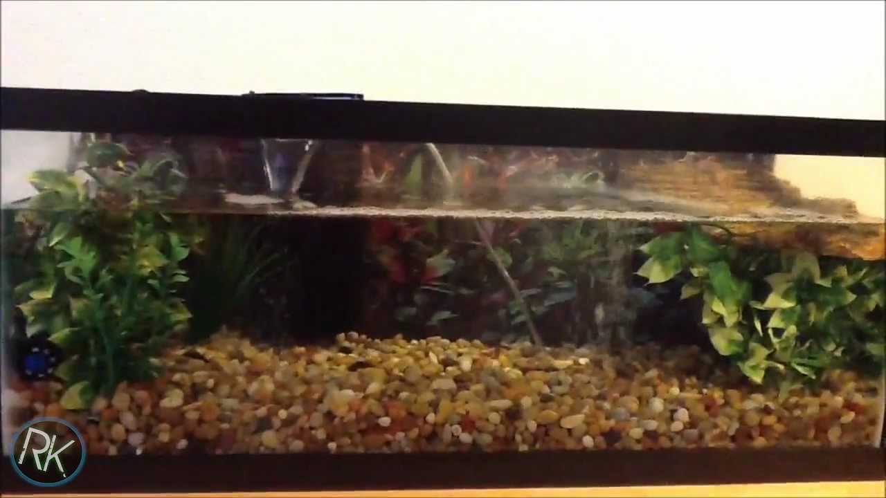 Quick tip: How to clean a turtle's tank