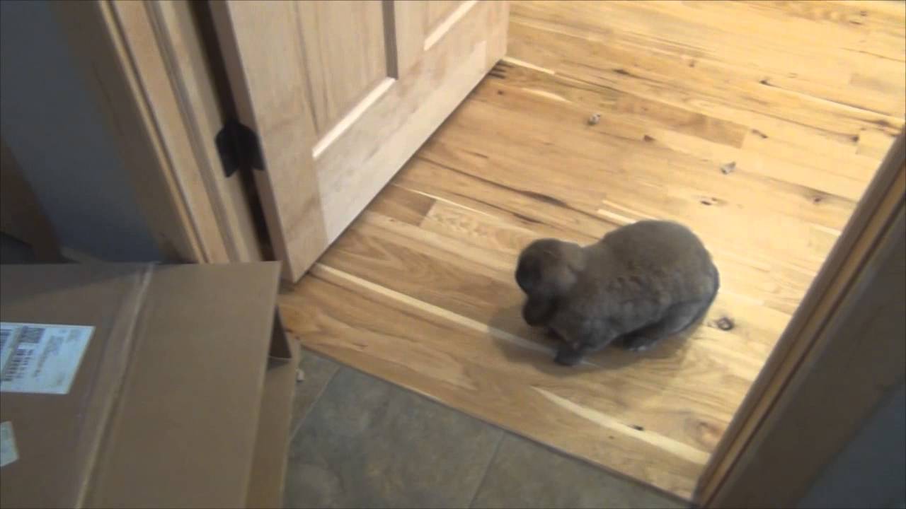 Bunnies Playtime