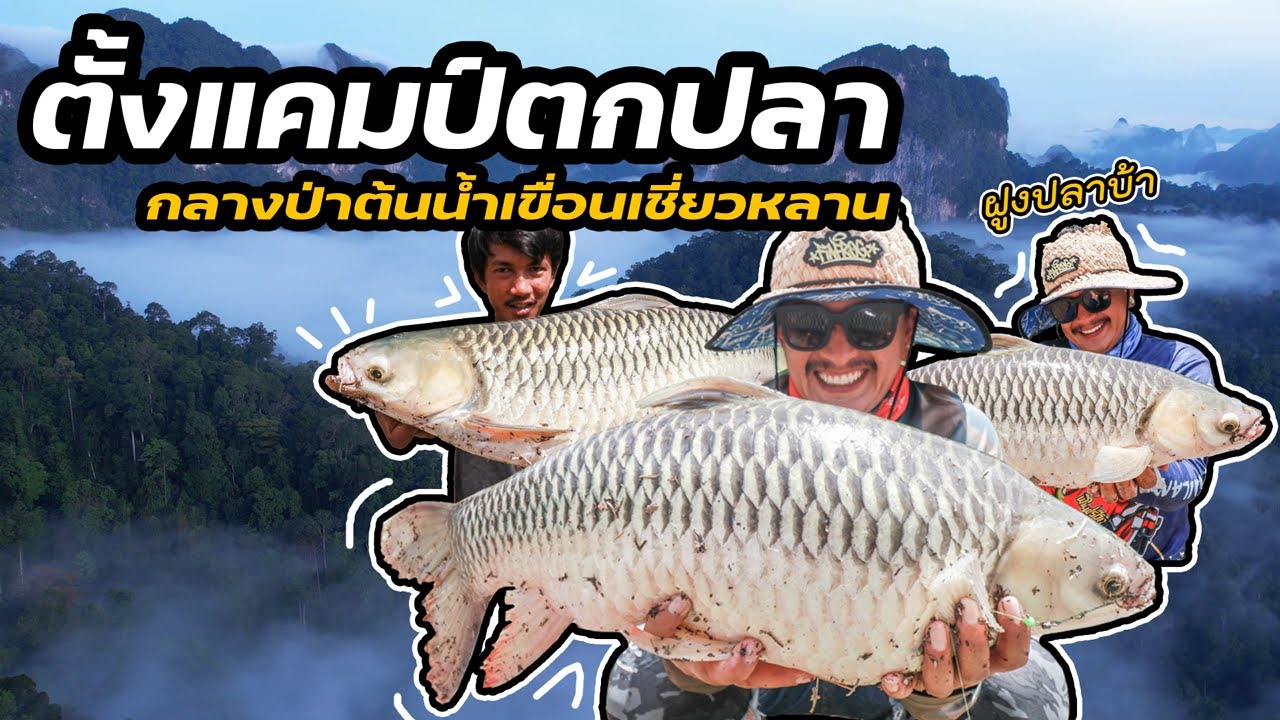 ตั้งแคมป์ตกปลา กลางป่าต้นน้ำเขื่อนเชี่ยวหลาน