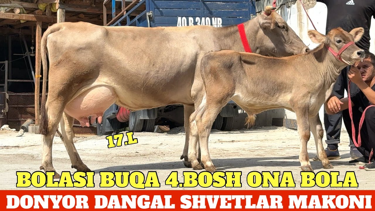 DONYOR DANGAL SHVETLAR BOLASI BUQA KASSA BOP NARXLAR JUDA ARZON😳