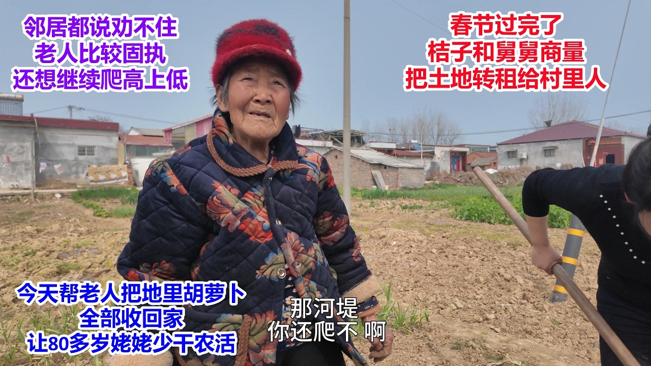 春节过完了，桔子和舅舅商量，把土地转租给村里人，邻居都说劝不住，姥姥比较固执，还想干农活，继续爬高上低，今天帮忙把胡萝卜收回家，后续让老人少干活