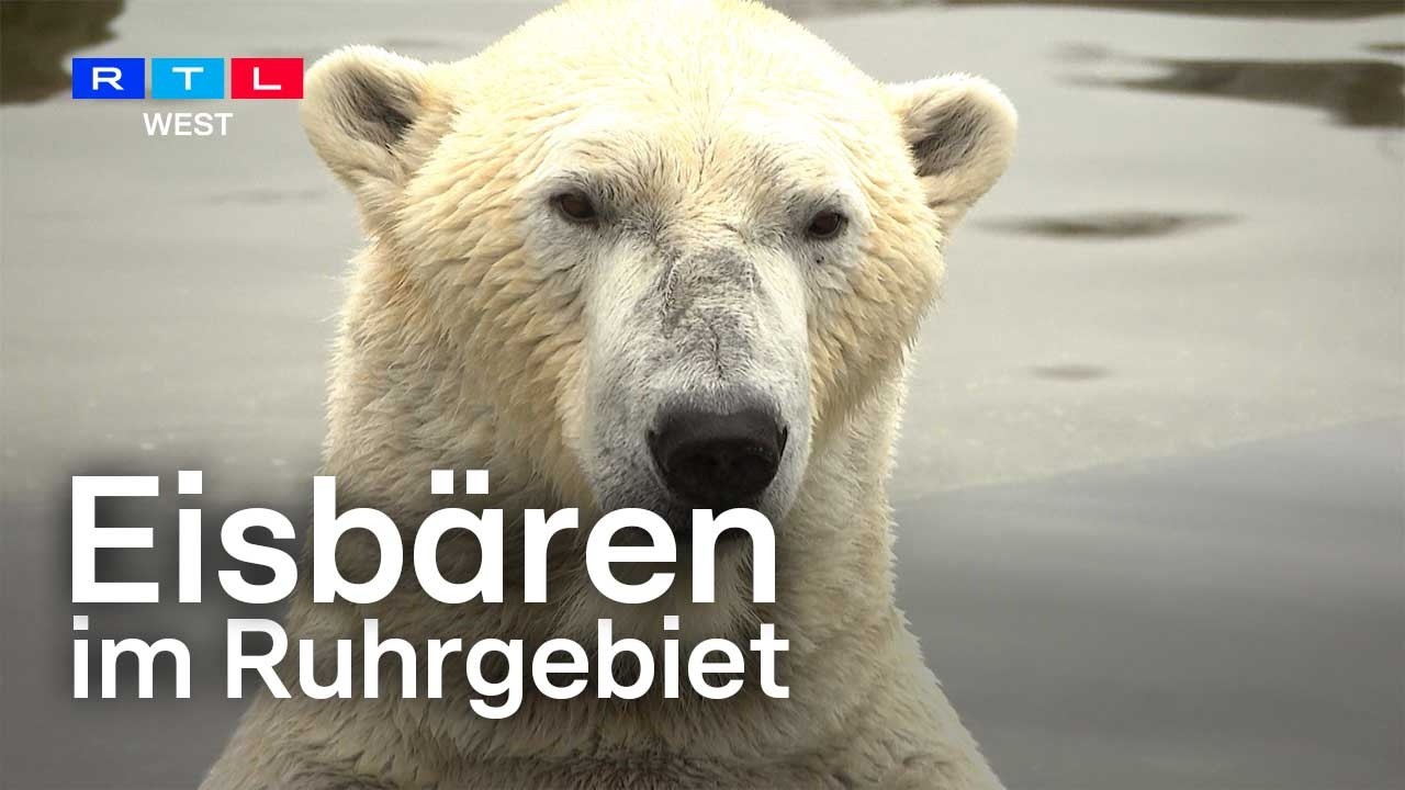 Eisbären im Ruhrgebiet - wie Nanuq und Bill in Gelsenkirchen leben | RTL WEST