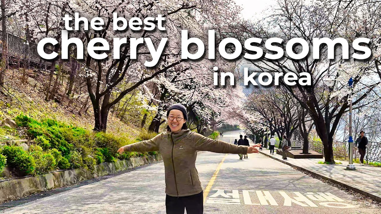 Quest to Find the Best Cherry Blossoms in Korea! 🇰🇷 Trip with My 70 Year Old Parents