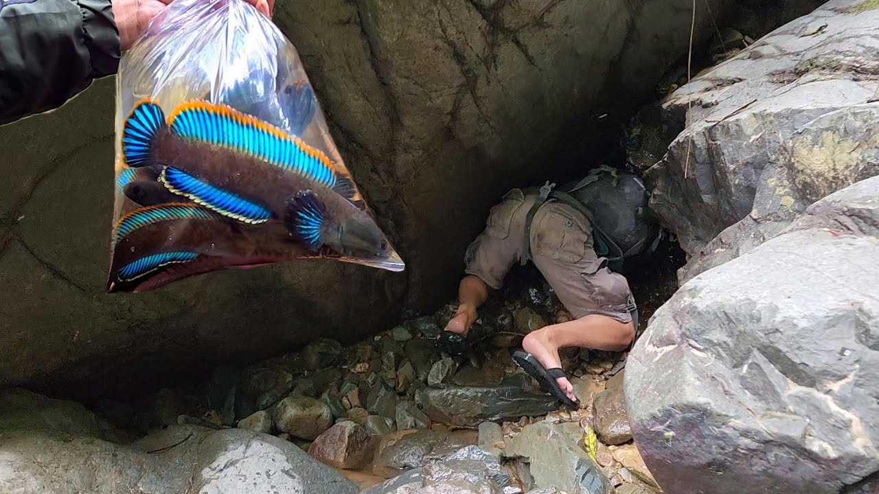 PETUALANGAN SERUU..!! Mencari ikan channa limbata gondrong Dihabitat aslinya