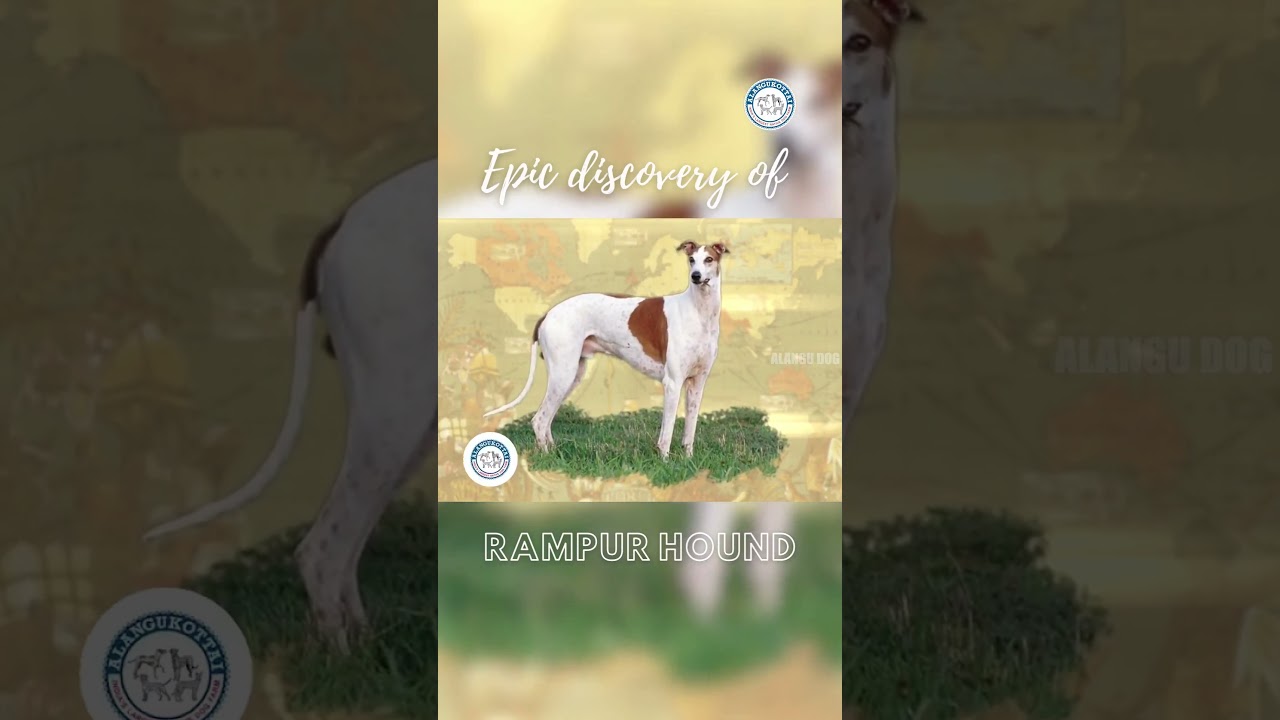 Epic discovery of Rampur Hound🐶 | Alangu Dog Farm 
