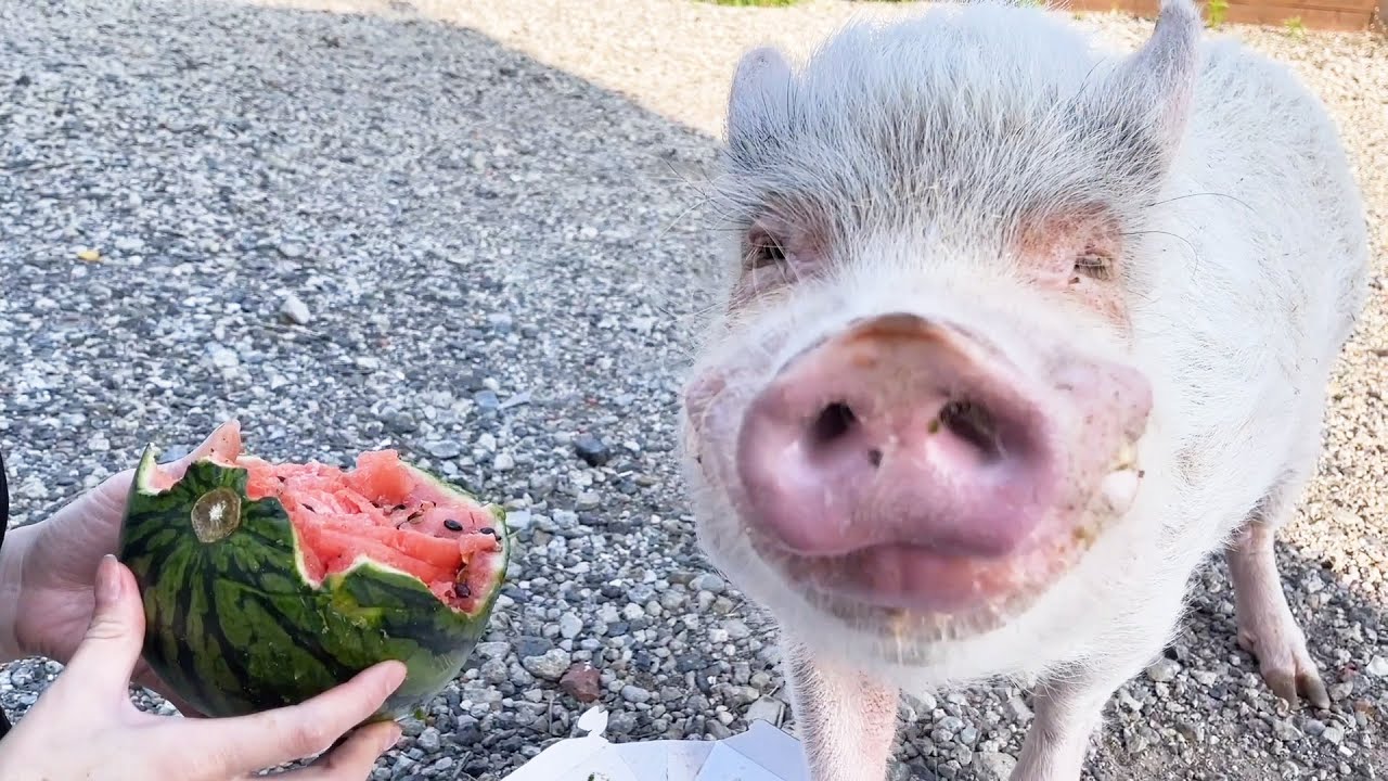 スイカを食べて笑うミニブタ【つくね君】