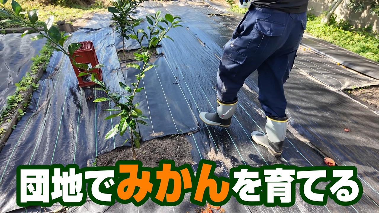 【みかんを植えて２年目に突入します】団地の庭をみかん畑に