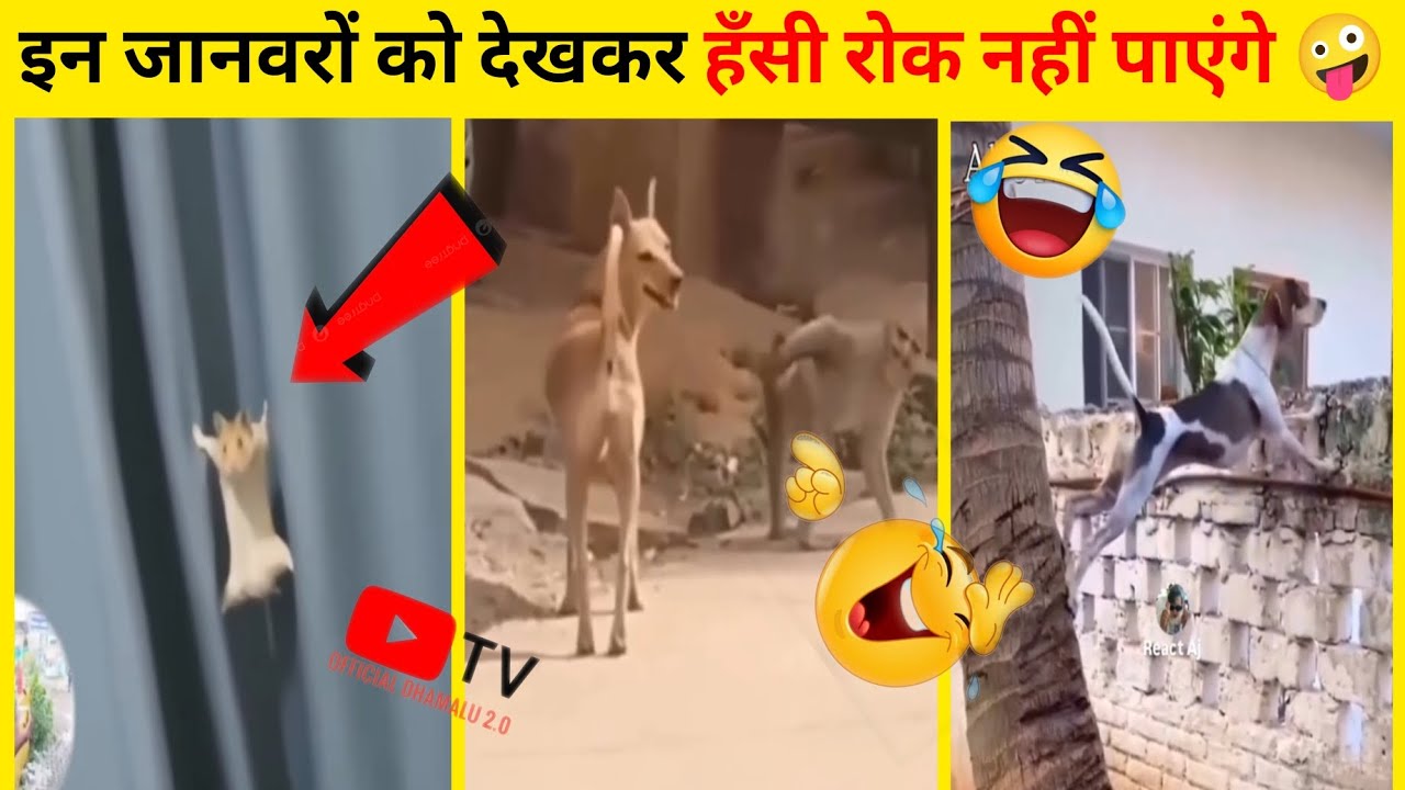 इन जानवरों को देखकर हँसी रोक नहीं पाएंगे 🤪 funniest animals try not laugh #animals #funny 