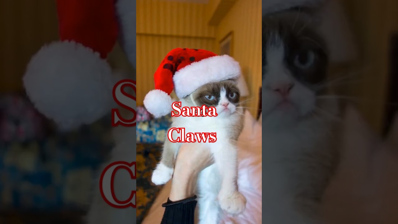 Santa Claws and the catnip
