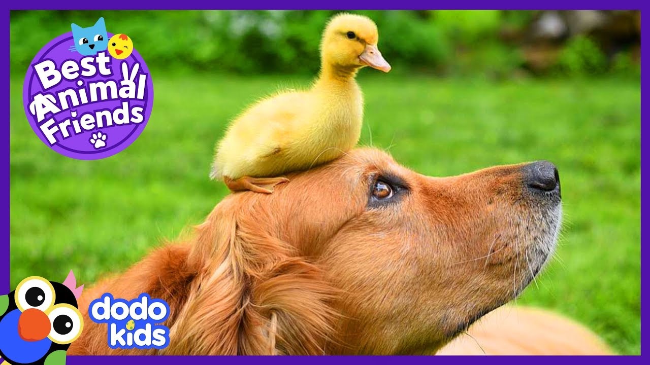 Dude The Dog Goes Swimming With Baby Ducks | Animal Videos For Kids | Dodo Kids: Best Animal Friends