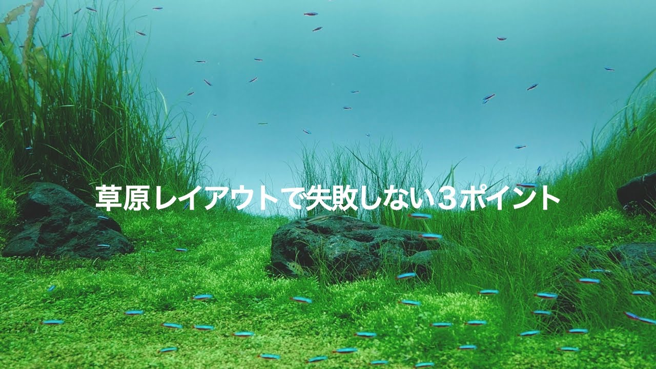 草原レイアウトを成功に導く３つのポイントを解説します　#アクアリウム #水草水槽 #水槽 #aquarium  #ada