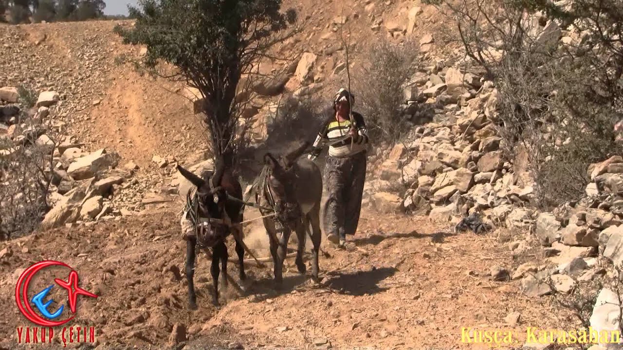 Karasabanla Toprak Sürme - Kuşça Bozkır : Hasret Gültekin - Karasaban Türküsü eşliğinde