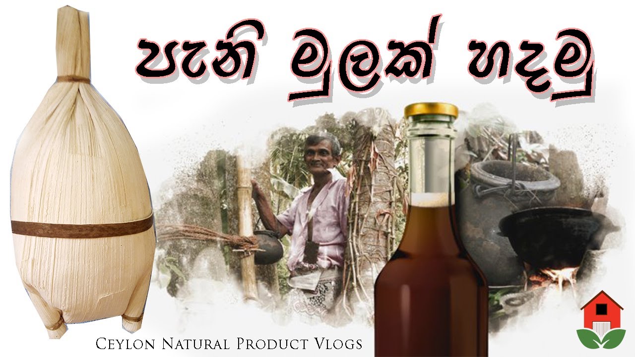 පැනි මුල | Caryota urens jaggery | kithul pani mula making  කොලපතකින් පැනිමුලක් | කිතුල් පැනි හකුරු