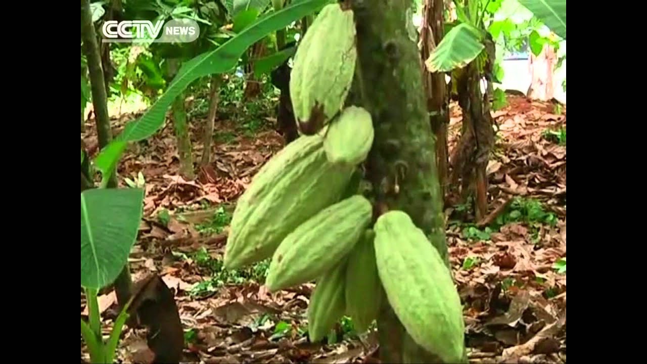 West Africa Cocoa Smuggling