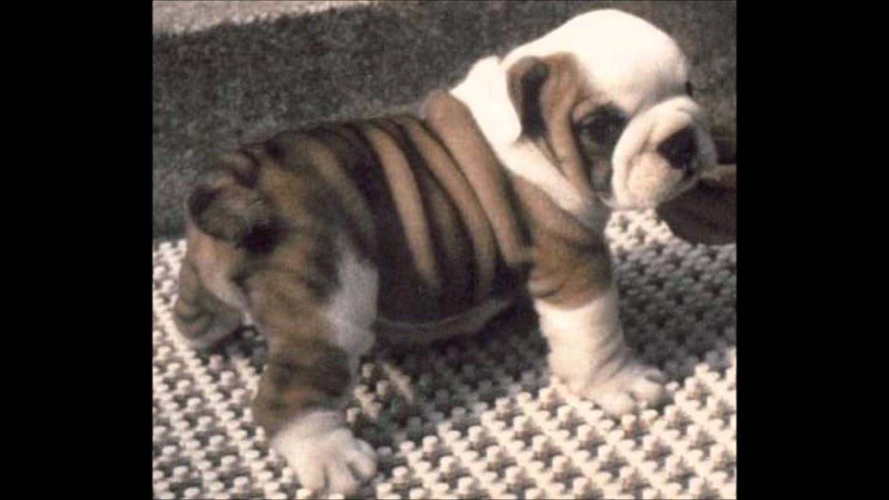 Bulldog - Kærlighed