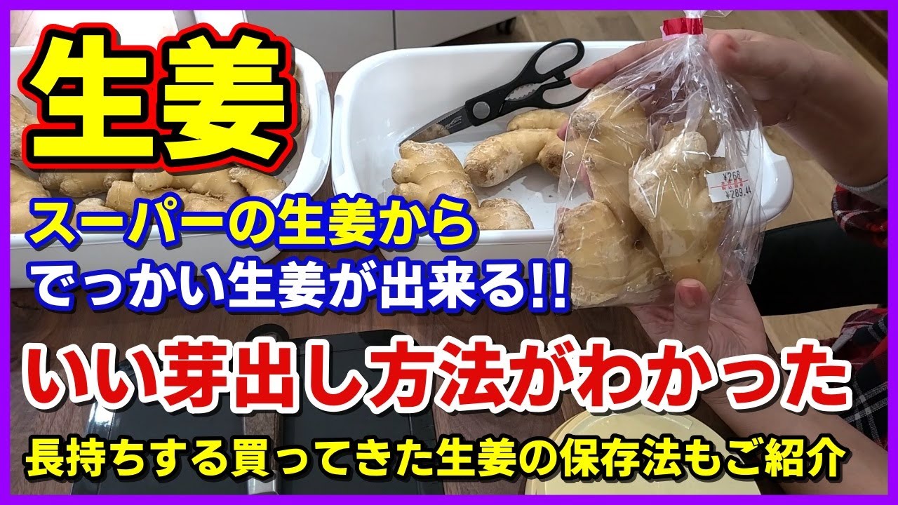 スーパーの生姜からでっかい生姜が出来る！いい芽出し方法がわかった！長持ちする買ってきた生姜の普段の保存法もご紹介　ショウガ／大生姜／しょうが栽培／生姜栽培／芽出し／家庭菜園