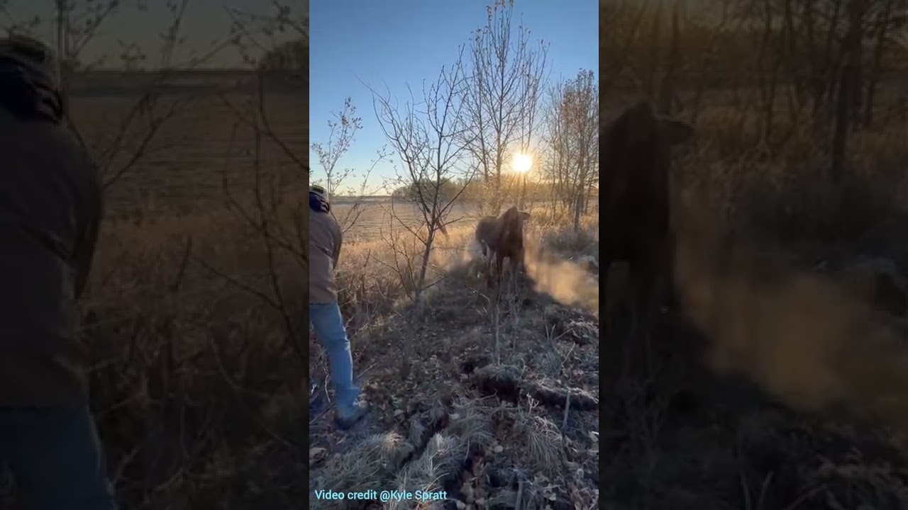 Stuck Moose crying for help, 