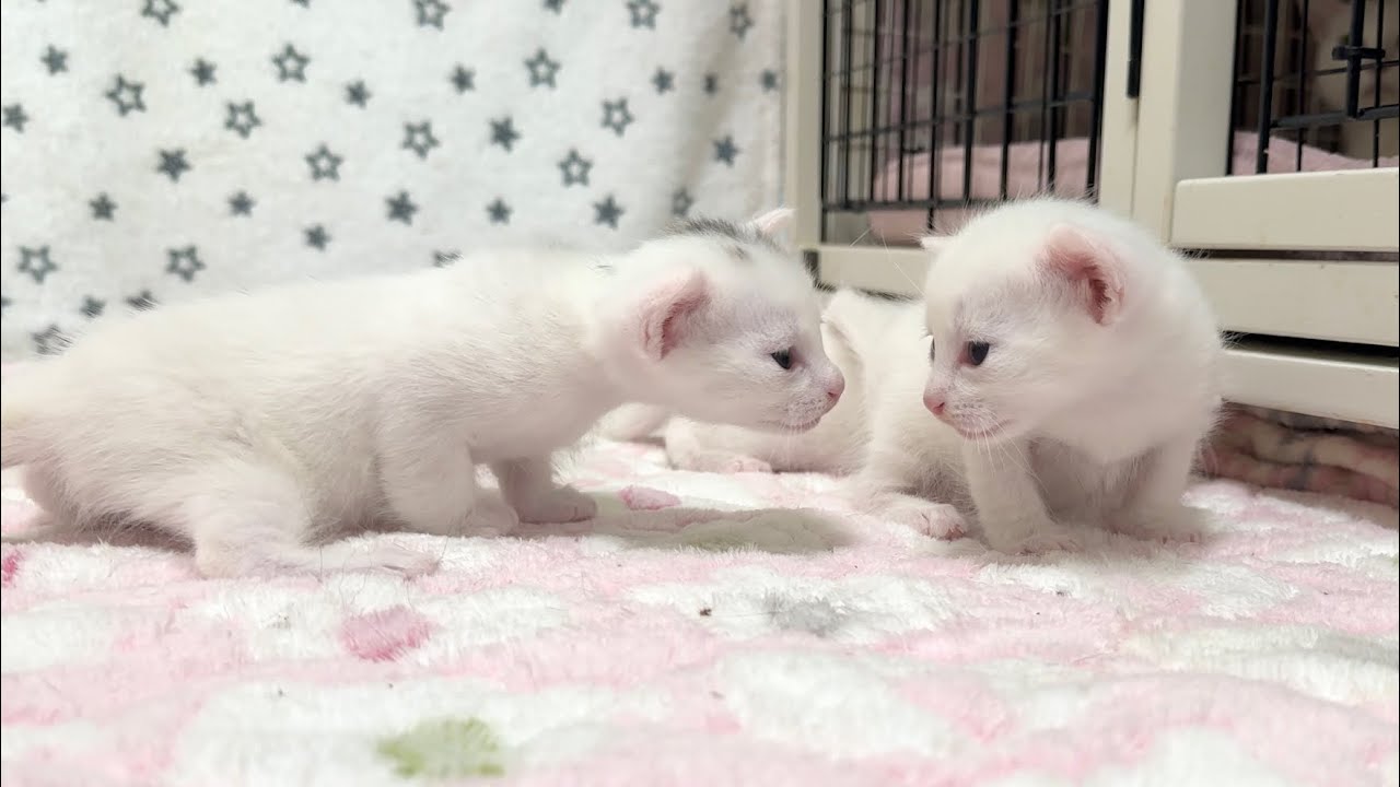 生後20日 初散歩してみたけどすぐ帰りたくなっちゃった子猫【白玉ちゃん日記#23】Kittens taking their first walk outside their cage. 