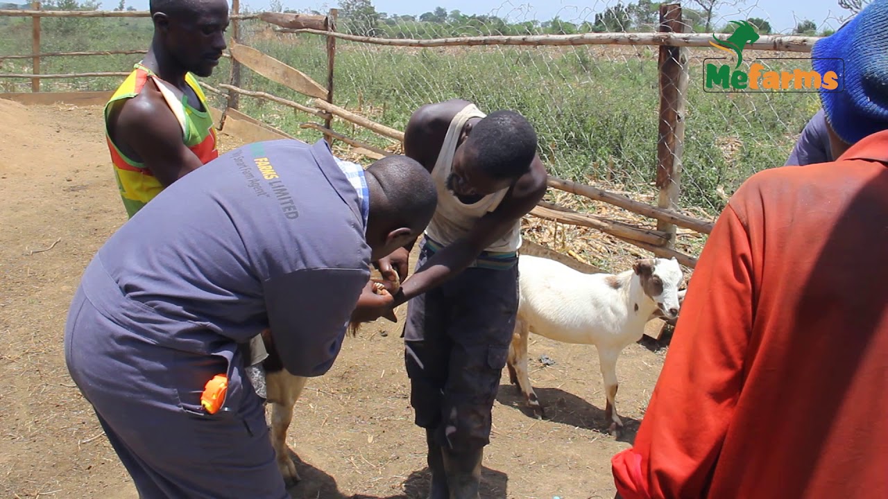 Menigte Farms Ltd 's First Aid tool kit for Goats- A necessity of every next generation goat farmer