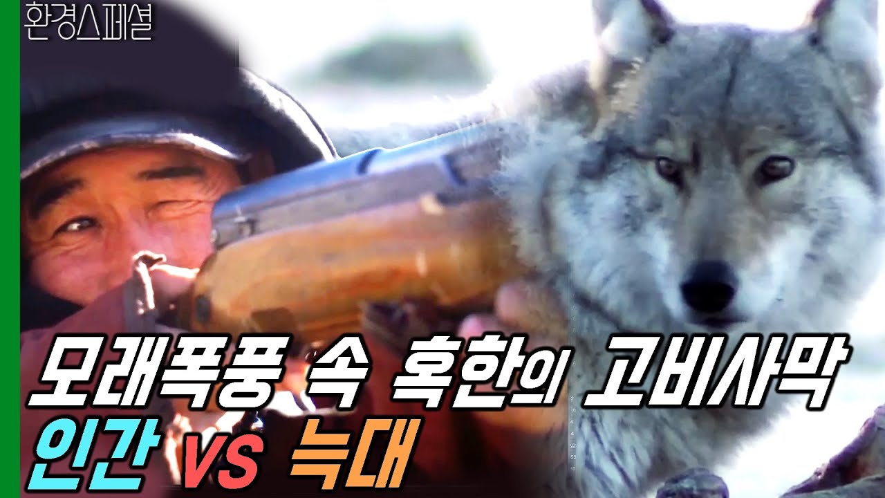 모래폭풍 속 혹한의 고비 사막, 인간 vs 늑대 [KBS파노라마-몽골고원 3편 바람의 땅, 고비] / KBS 20140213 방송