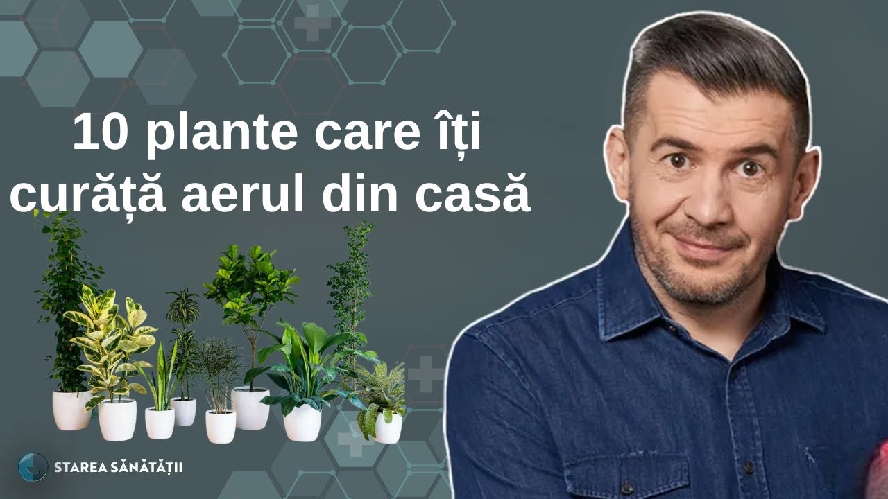 10 plante care îți curăță aerul din casă 🌱 | Starea Sănătății