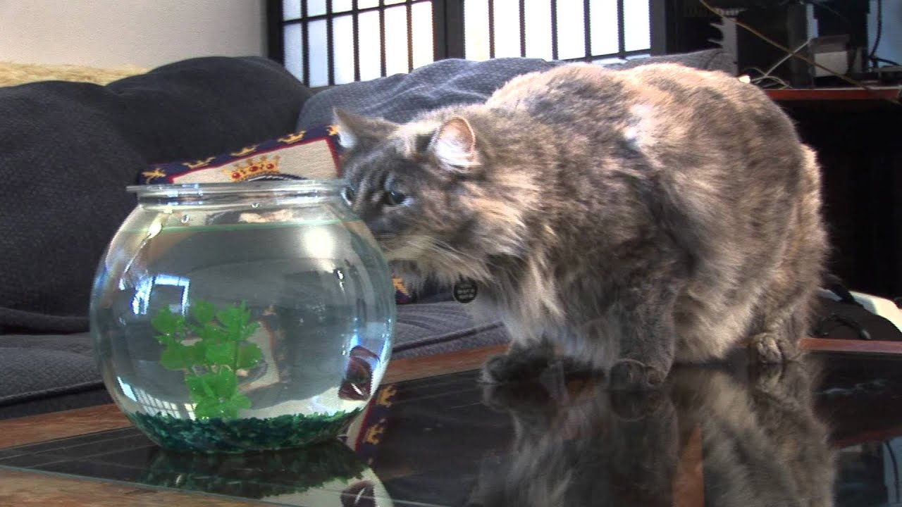 Flying fish attacks cat!