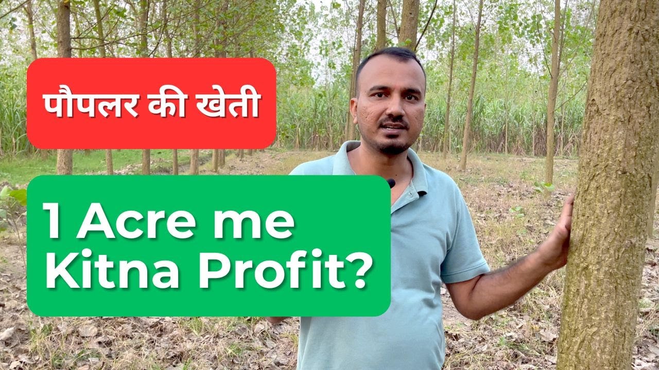पॉपलर की खेती का सच | कितनी लागत, कितना मुनाफा? | Poplar Farming Full Guide 2025