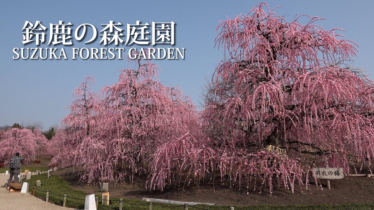 【公式】鈴鹿の森庭園_おうちで散歩