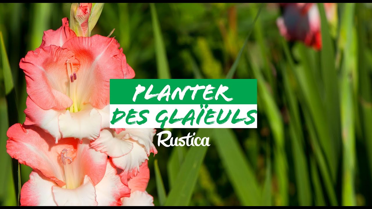 Planter les gla&iuml;euls