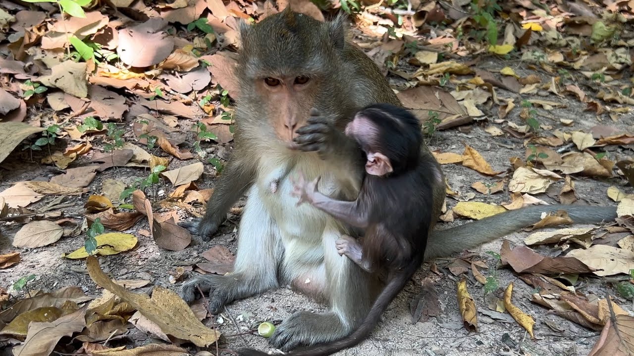 S@dly ! Cute baby Amina tries to get milk while mom Anna trying to lock 