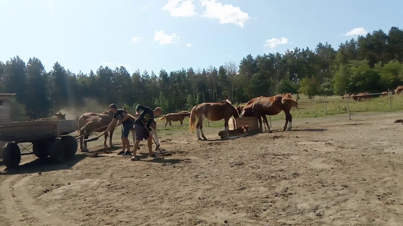✓Соломахино Ранчо ✓Жеребёнок помогает конюхам делать уборку :)