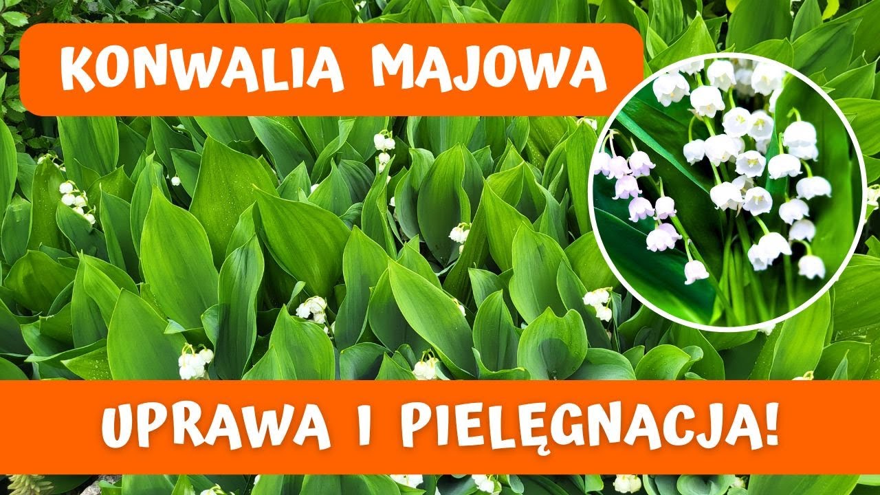 Konwalia Majowa, Ogrodowa - jak ją uprawiać, pielęgnować i rozmnażać?