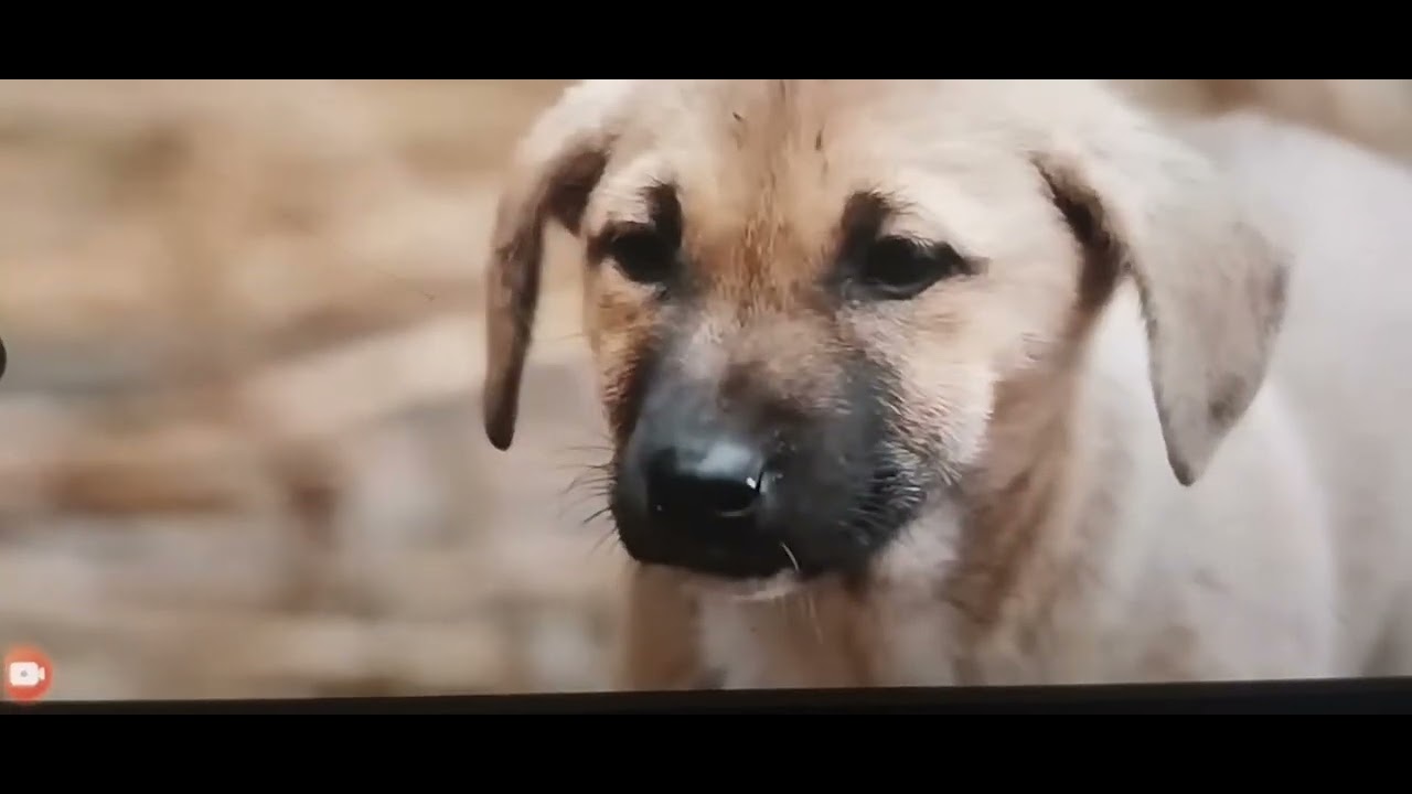 A bullied  beggars #chinese #chinesdrama