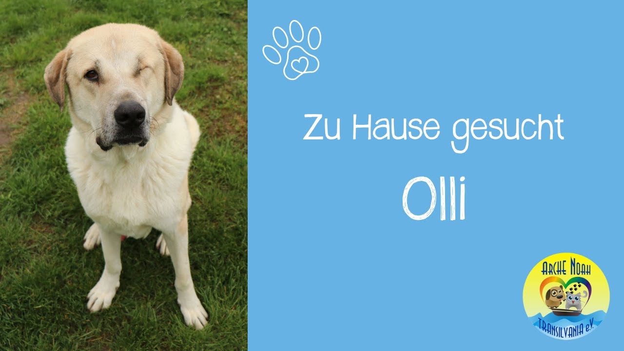 🏡 |OLLI - zu Hause gesucht| 🏡