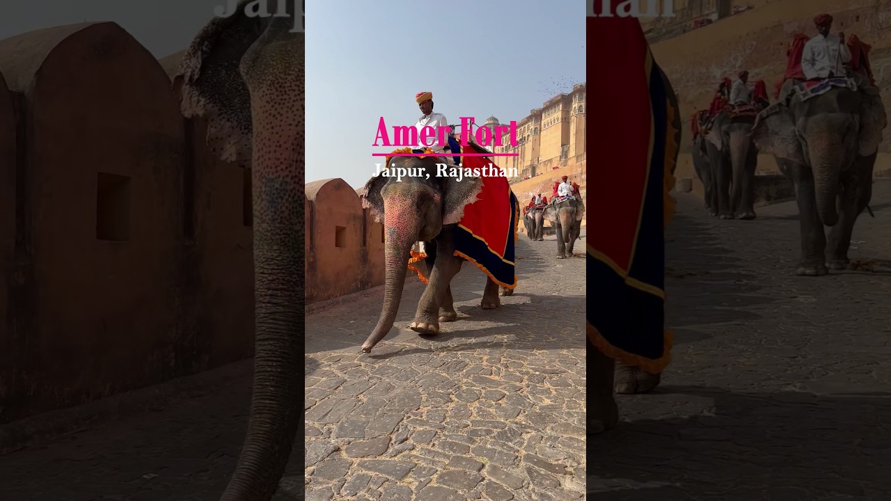 Amer Fort, Jaipur 🕊️🦚✨