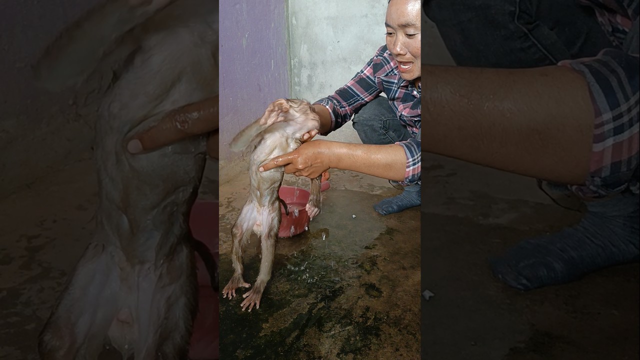 Лучшие видео с участием Сокья, Сокха, То То и Мамы – известные и потрясающие 