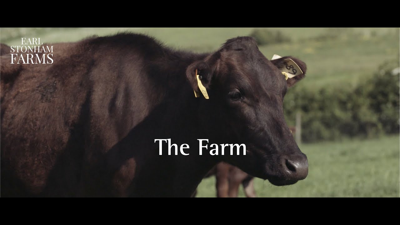 Our passion for UK Full blood Wagyu at Earl Stonham Farms