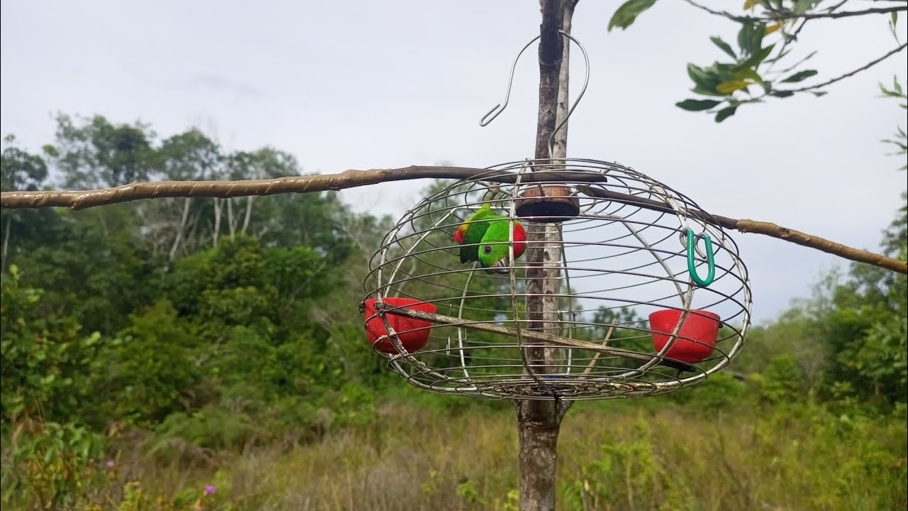 Bunyi pemikat bagi kita joget tompinai 