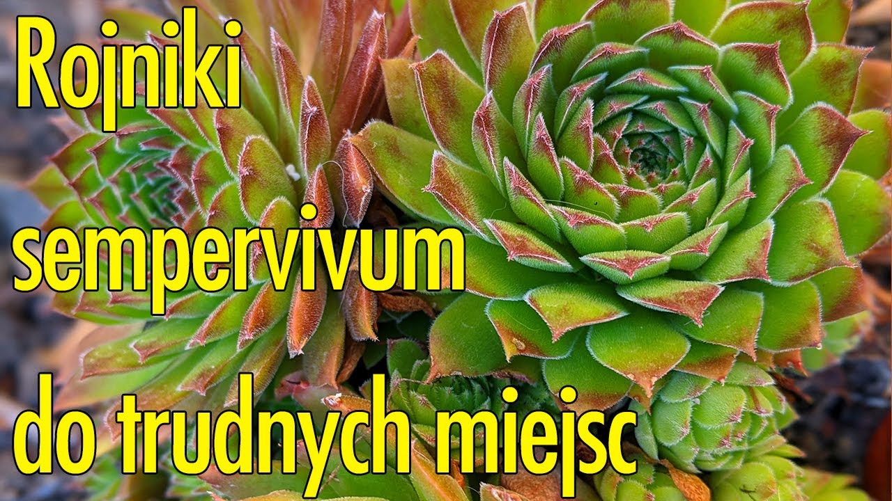Rojniki sempervivum - rabatka. Dobre roślinki do trudnych miejsc. Uprawa, wymagania
