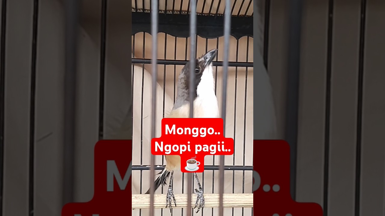 cendet konco ngopi 