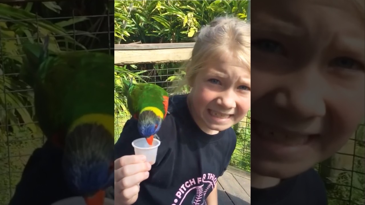 Best Funny Animal Videos Compilation | Pure Happiness