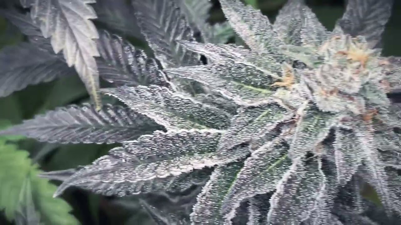 Slurricane (InHouse Genetics)