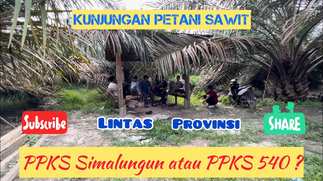 Pilih PPKS Simalungun atau PPKS 540? || Kunjungan Petani Milenial Lintas Provinsi