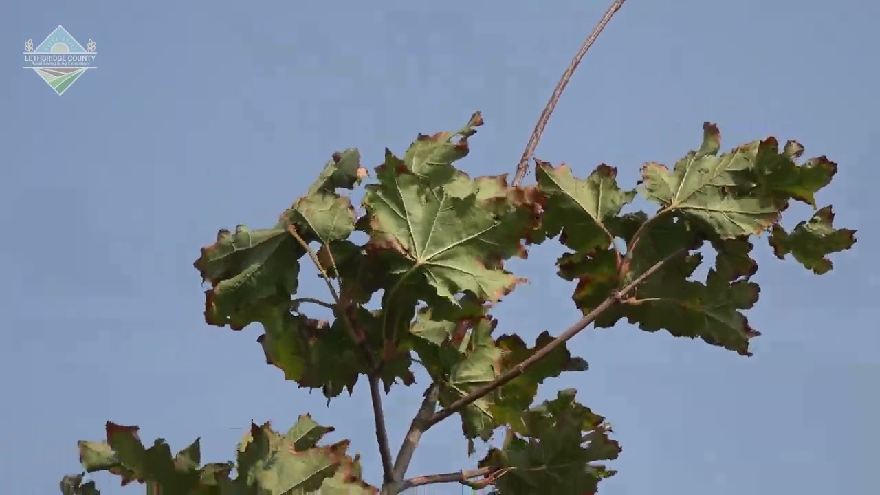 When to stop watering your trees #treecare #arborist