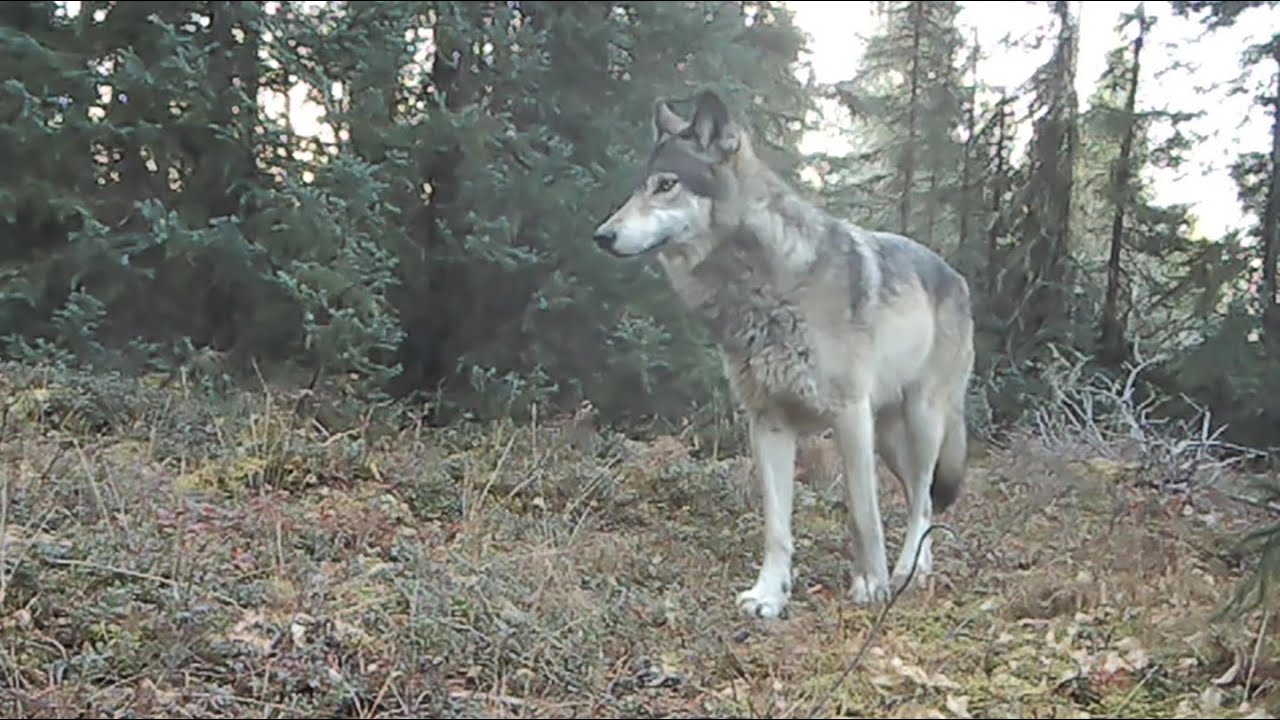 SittingLynxCam Movie 4