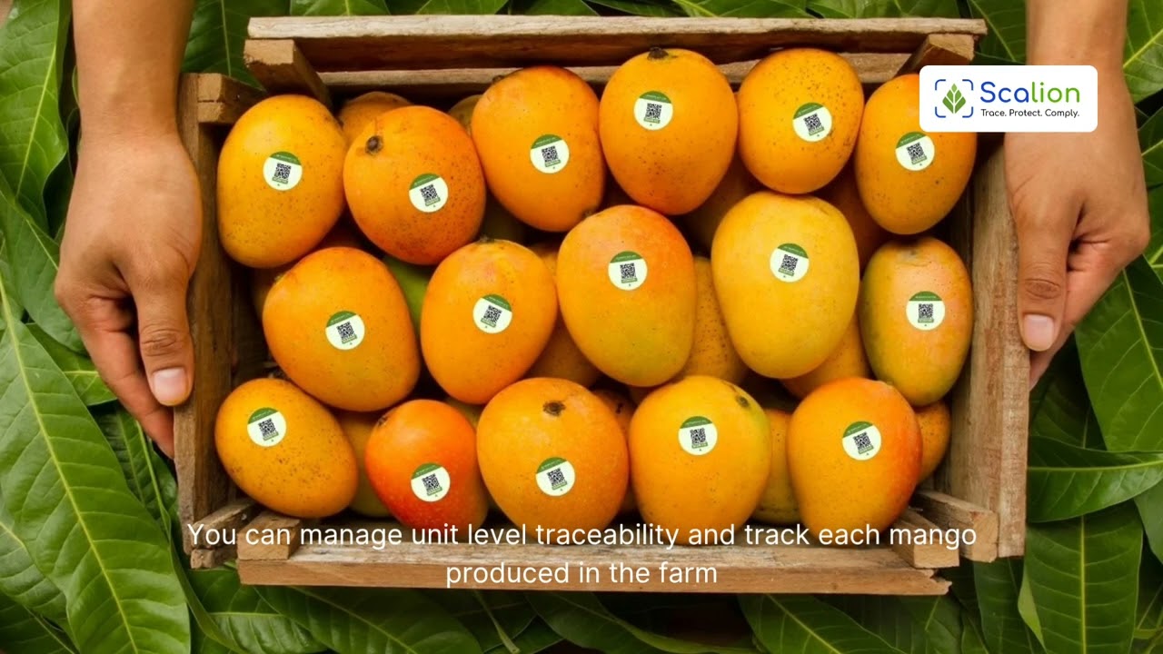 Supply Chain Traceability Solution for Mango Growers and Businesses