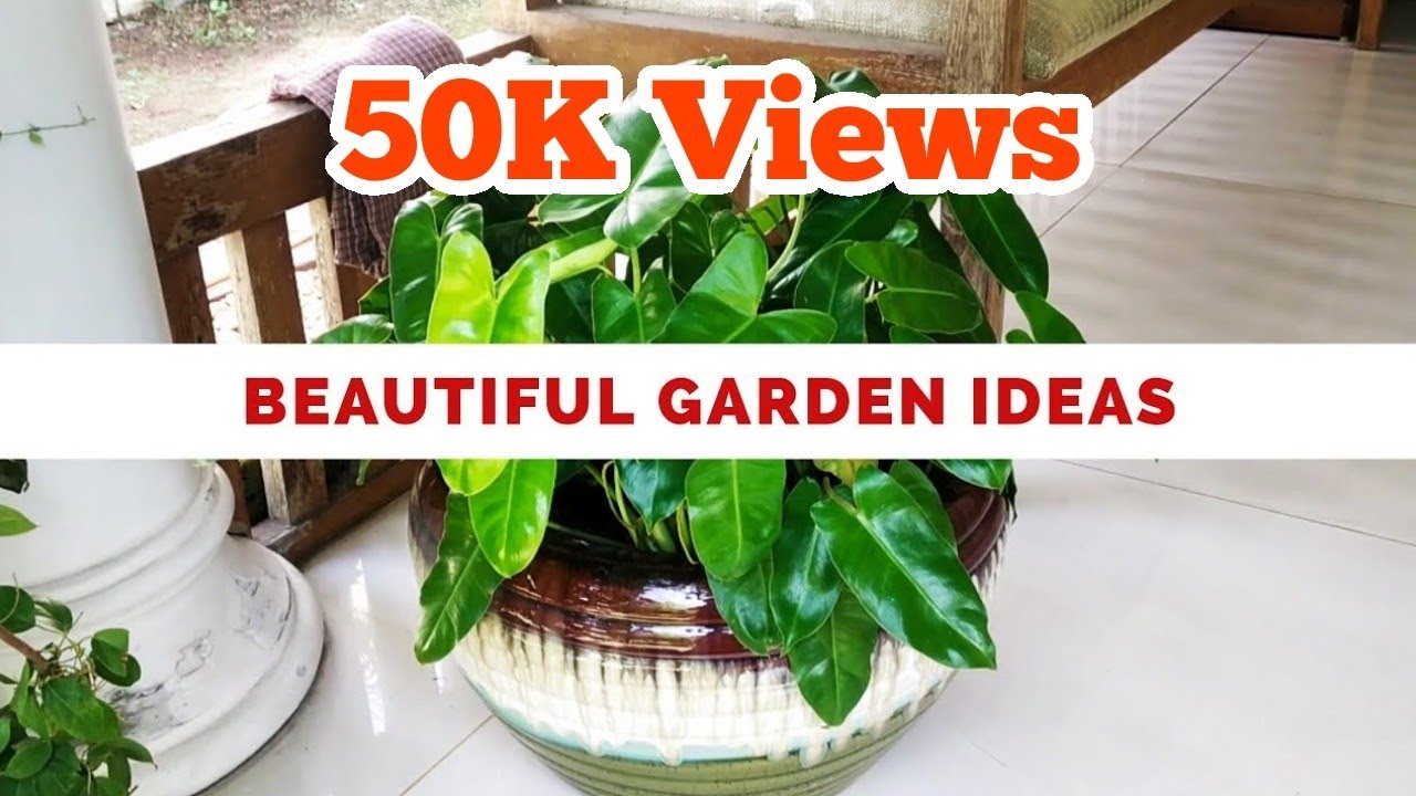Beautiful Garden ideas/Malayalam/Salu koshy/Indoor plants/Plant collection/Kochi/hanging plants/