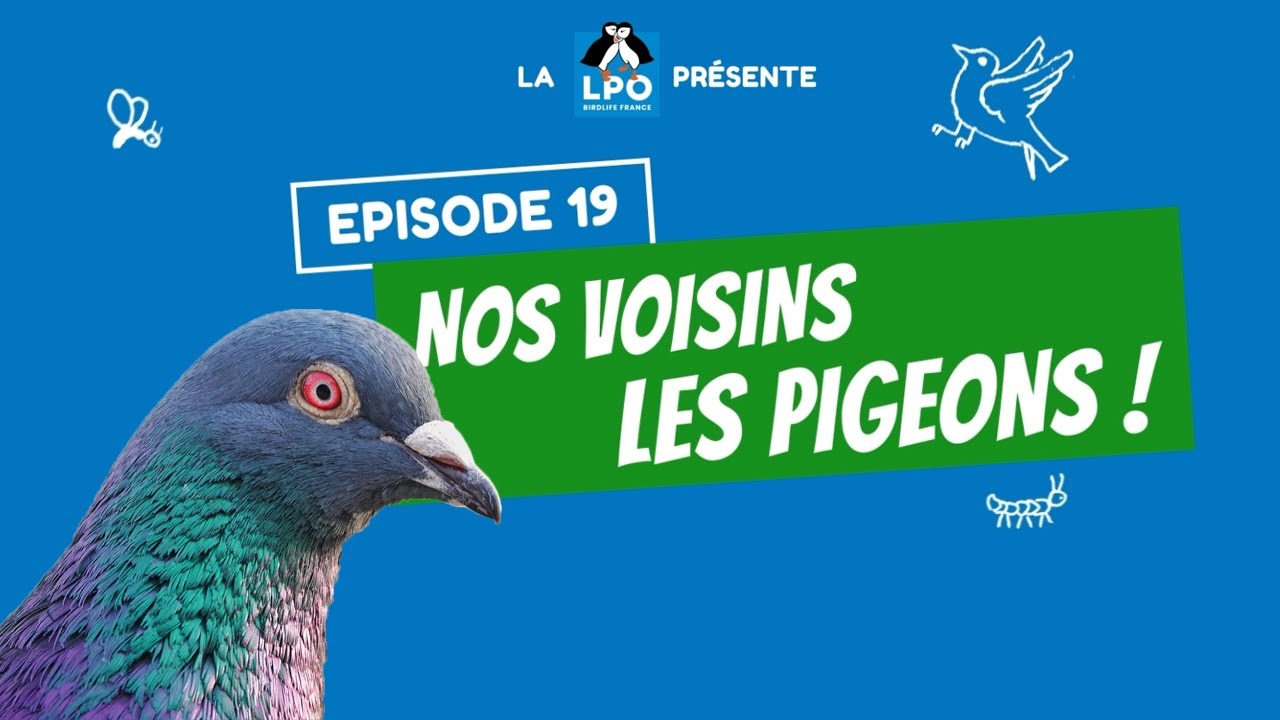 Colocataires sauvages - Épisode 9 – Saison 2 : Nos voisins les pigeons